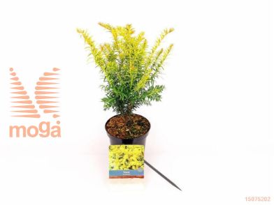 http://twentheplant.nl/tsd/76887_TAXBGOLD_8p15030040_2.jpg