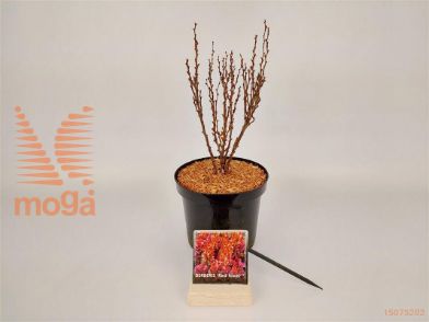 http://twentheplant.nl/tsd/76887_BETRTOWE_8P19025030_1.jpg