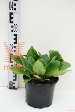 http://twentheplant.nl/tsd/67503_BEBWHITE_8p17_1.jpg