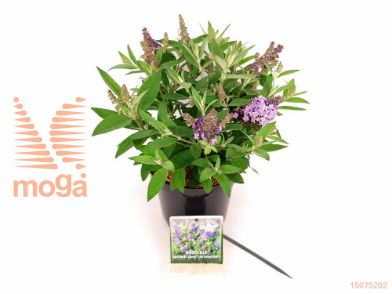 http://twentheplant.nl/tsd/76887_BUDBCLSW_8P19025030_2.jpg