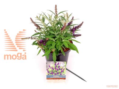 http://twentheplant.nl/tsd/76887_BUDBCLPU_8P19025030_2.jpg