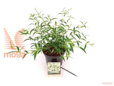 http://twentheplant.nl/tsd/76887_BUDFPSWH_8P19025030_2.jpg