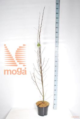 http://twentheplant.nl/tsd/58250_CABFASTI_8P26100125_2.jpg
