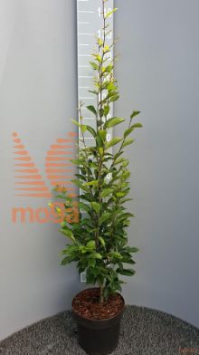 http://twentheplant.nl/tsd/58250_CABFASTI_8P26125150_2.jpg