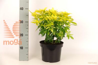 http://twentheplant.nl/tsd/76887_CHTBRICA_8P17020030_1.jpg