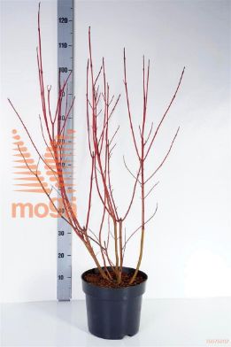 http://twentheplant.nl/tsd/58250_COAAUREA_8P26080100_1.jpg