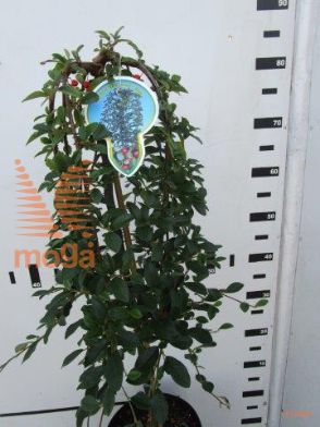 http://twentheplant.nl/tsd/93806_CODMAJOR_S060P21_1.jpg