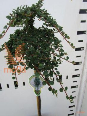http://twentheplant.nl/tsd/93806_COPQCARP_S060P21_1.jpg