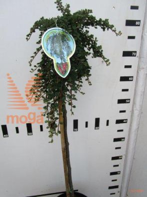 http://twentheplant.nl/tsd/93806_COPSFIND_S060P21_1.jpg