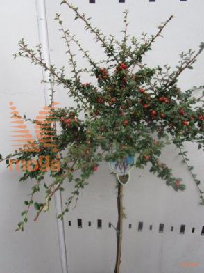 http://twentheplant.nl/tsd/93806_COSCBEAU_S060P21_1.jpg