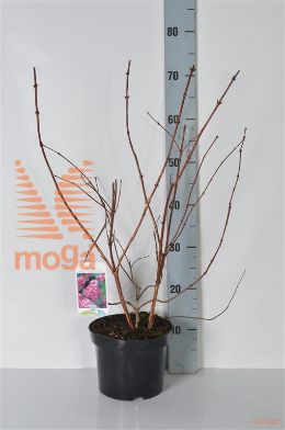 http://twentheplant.nl/tsd/58250_DEHSFIEL_8P19040050_2.jpg