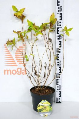 http://twentheplant.nl/tsd/58250_DIRHONEY_8P19030040_1.jpg