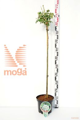 http://twentheplant.nl/tsd/93806_EUFEGAIE_S080P232J_1.jpg