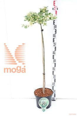 http://twentheplant.nl/tsd/93806_EUFHARLE_S080P232J_1.jpg