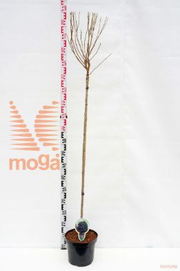 http://twentheplant.nl/tsd/93806_ROPUMBRA_S120P262J_1.jpg