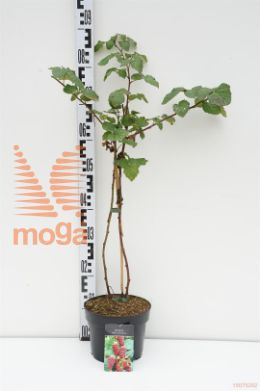 http://twentheplant.nl/tsd/58250_RUTBUCKI_8p19040050_1.jpg