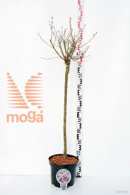 http://twentheplant.nl/tsd/93806_SYMPALIB_S080P232J_1.jpg