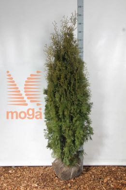 http://twentheplant.nl/tsd/58250_THOPCOMP_K150175_2.jpg