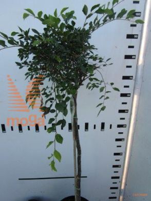 http://twentheplant.nl/tsd/93806_ULPGEISH_S060P21_1.jpg