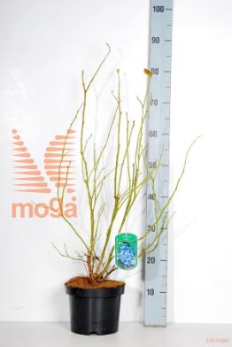 http://twentheplant.nl/tsd/58250_VACBLUEJ_8P19040050_2.jpg