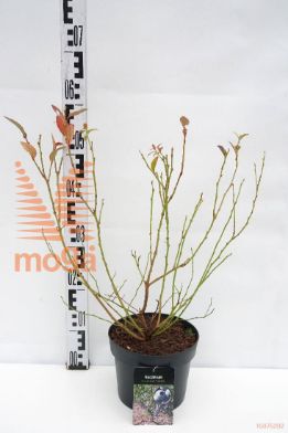 http://twentheplant.nl/tsd/58250_VACCHAND_8P19040050_1.jpg