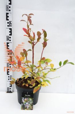 http://twentheplant.nl/tsd/58250_VACDARRO_8P19040050_1.jpg