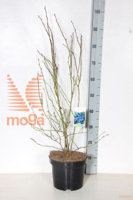 http://twentheplant.nl/tsd/58250_VACNORTH_8P23050060_2.jpg