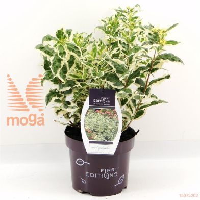 http://twentheplant.nl/tsd/68875_DISCSPLA_8P19_1.jpg