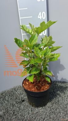 http://twentheplant.nl/tsd/58250_HYQALICE_8P19030040_2.jpg