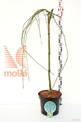 http://twentheplant.nl/tsd/93806_LAAPENDU_S080P262J_1.jpg