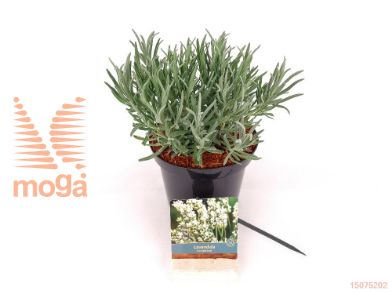 http://twentheplant.nl/tsd/76887_LAIEXCEP_8P19020025_1.jpg