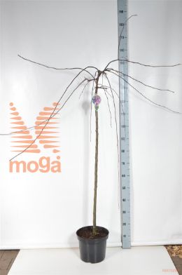 http://twentheplant.nl/tsd/93806_MACWEEPI_S120P26_2.jpg