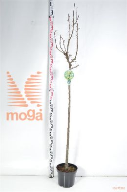 http://twentheplant.nl/tsd/93806_MAGHORNE_S120P26_2.jpg