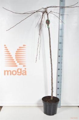 http://twentheplant.nl/tsd/93806_MARJADE_S120P26_2.jpg