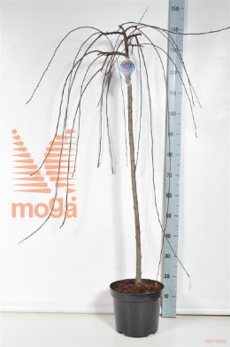 http://twentheplant.nl/tsd/93806_MARBEAUT_S120P26_2.jpg
