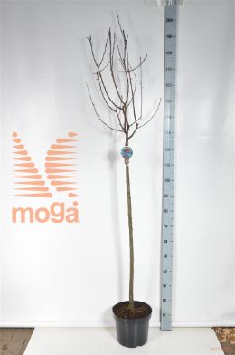 http://twentheplant.nl/tsd/93806_MAROYALT_S120P26_2.jpg