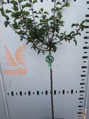http://twentheplant.nl/tsd/93806_MATTINA_S080P23_1.jpg