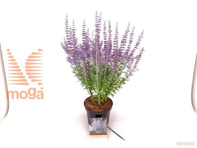 http://twentheplant.nl/tsd/76887_PEAPTIME_8P19030040_2.jpg