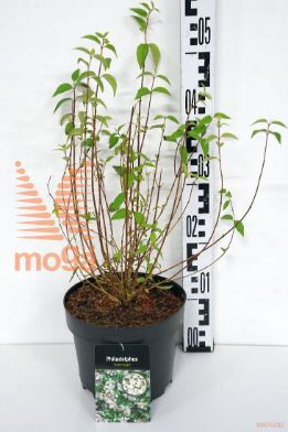http://twentheplant.nl/tsd/58250_PHSILBER_8P19030040_1.jpg