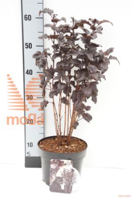 http://twentheplant.nl/tsd/58250_PHOPANTH_8P19030040_1.jpg