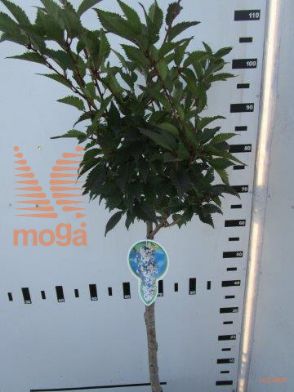 http://twentheplant.nl/tsd/93806_PRICUNER_S060P21_1.jpg