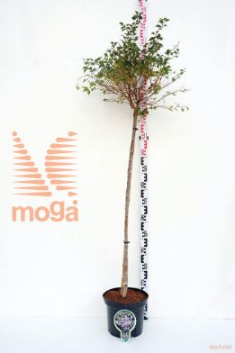 http://twentheplant.nl/tsd/93806_PRIKNMAI_S120P262J_1.jpg
