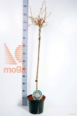 http://twentheplant.nl/tsd/93806_PRIKNMAI_S080P212J_1.jpg