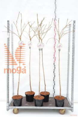 http://twentheplant.nl/tsd/93806_PRKSZAKU_S120P232JR_1.jpg