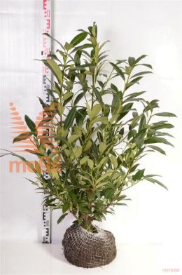 http://twentheplant.nl/tsd/58250_PRLHERBE_K080100_2.jpg