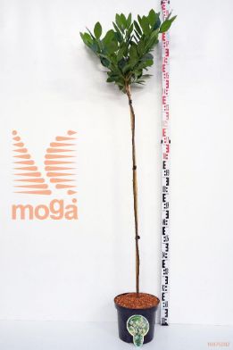 http://twentheplant.nl/tsd/93806_PRLMANO_S120P262J_1.jpg