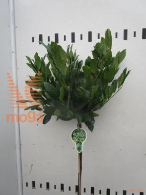 http://twentheplant.nl/tsd/93806_PRLMANO_S080P23_1.jpg