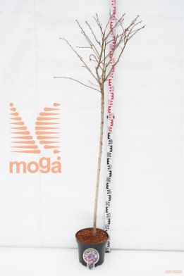 http://twentheplant.nl/tsd/93806_PRNRUBY_S120P262J_1.jpg