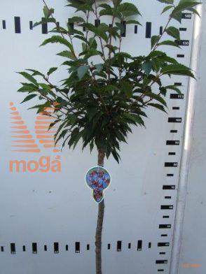 http://twentheplant.nl/tsd/93806_PROKAME_S080P23_1.jpg