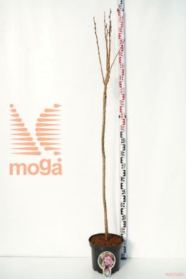 http://twentheplant.nl/tsd/93806_PRSAMANO_S120P262J_1.jpg